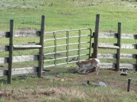 Crawling under the fence